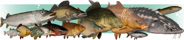 俄罗斯钓鱼4手游移植版_wishdown.com 俄罗斯钓鱼4手游移植版_wishdown.com