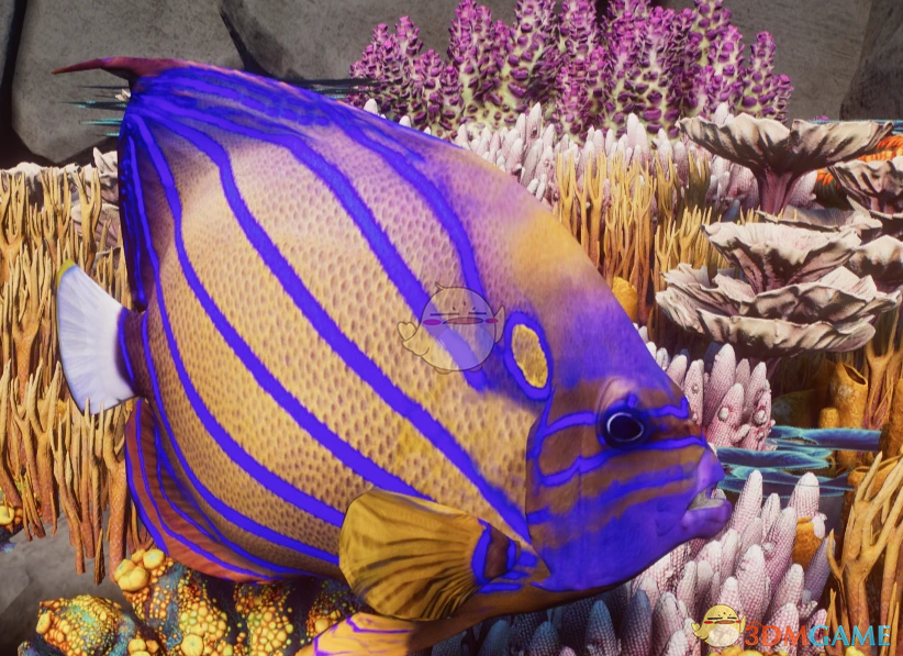 《动物园之星》新物种蓝环神仙鱼MOD_wishdown.com 《动物园之星》新物种蓝环神仙鱼MOD_wishdown.com