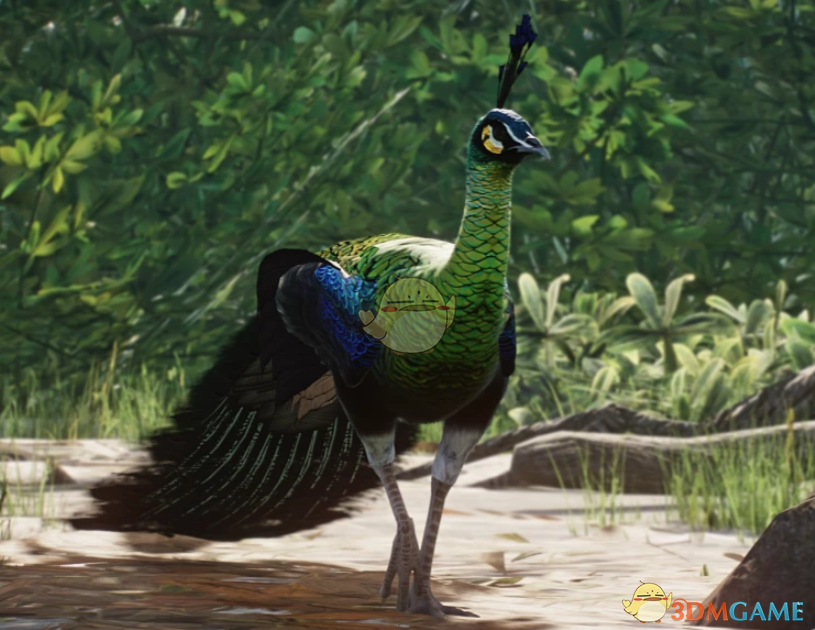 《动物园之星》新物种绿孔雀MOD_wishdown.com 《动物园之星》新物种绿孔雀MOD_wishdown.com