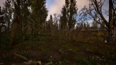 《潜行者2:切尔诺贝利之心》减少枯死或干燥的树木MOD_wishdown.com 《潜行者2:切尔诺贝利之心》减少枯死或干燥的树木MOD_wishdown.com