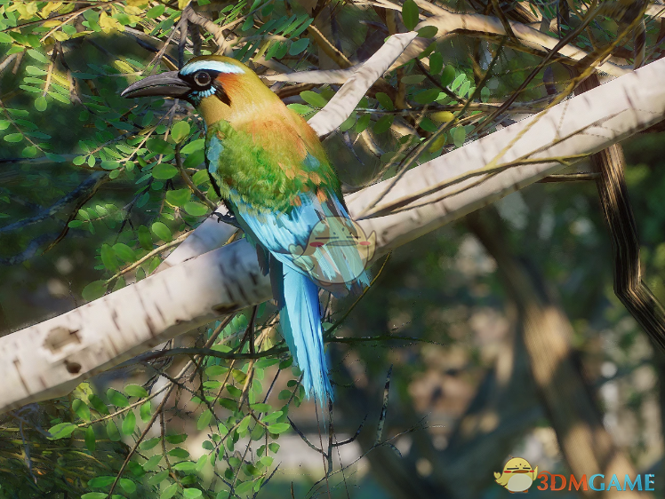 《动物园之星》新物种绿眉翠鴗MOD_wishdown.com 《动物园之星》新物种绿眉翠鴗MOD_wishdown.com