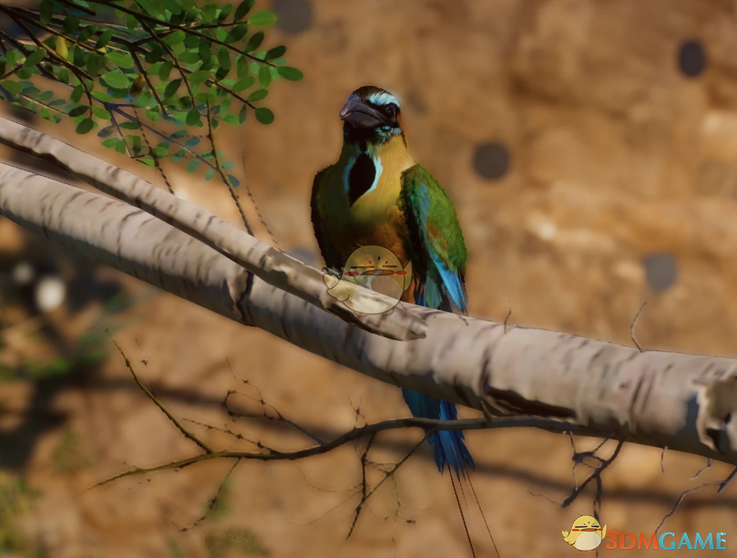 《动物园之星》新物种绿眉翠鴗MOD_wishdown.com 《动物园之星》新物种绿眉翠鴗MOD_wishdown.com