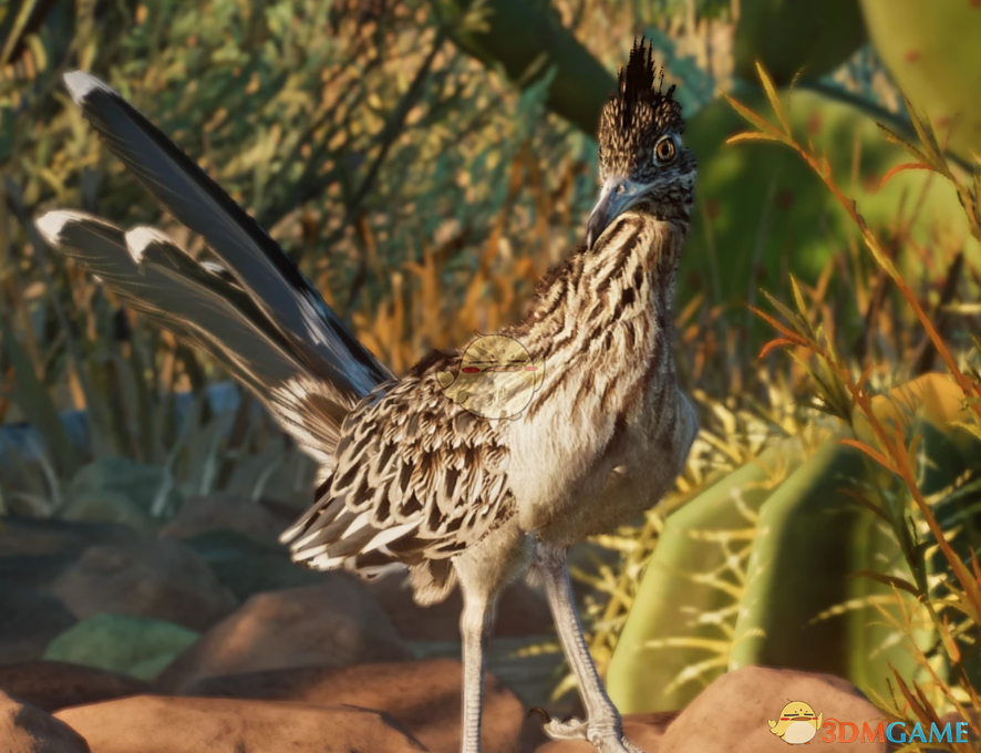 《动物园之星》新物种走鹃MOD_wishdown.com 《动物园之星》新物种走鹃MOD_wishdown.com