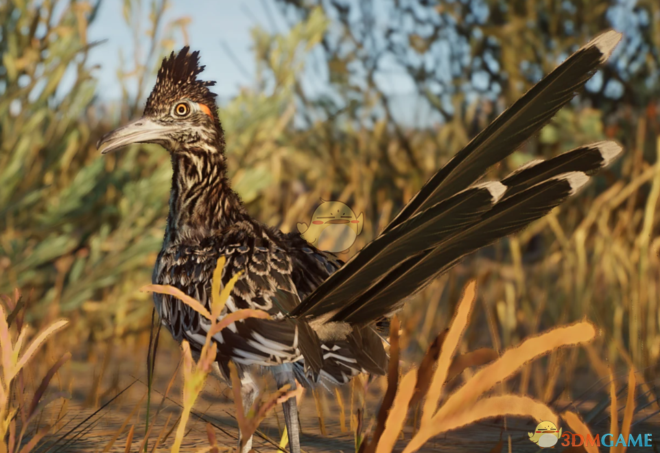 《动物园之星》新物种走鹃MOD_wishdown.com 《动物园之星》新物种走鹃MOD_wishdown.com