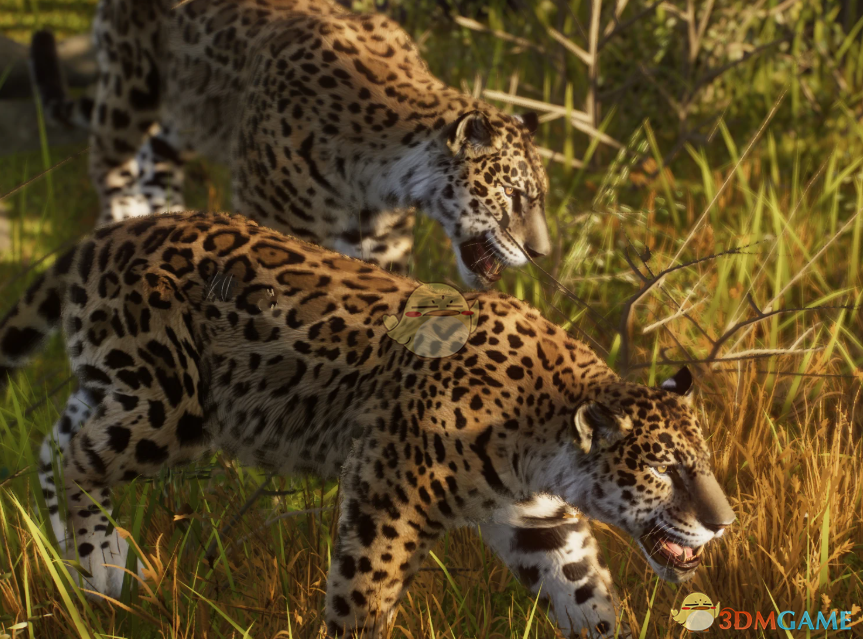 《动物园之星》新物种奥古斯塔美洲虎MOD_wishdown.com 《动物园之星》新物种奥古斯塔美洲虎MOD_wishdown.com