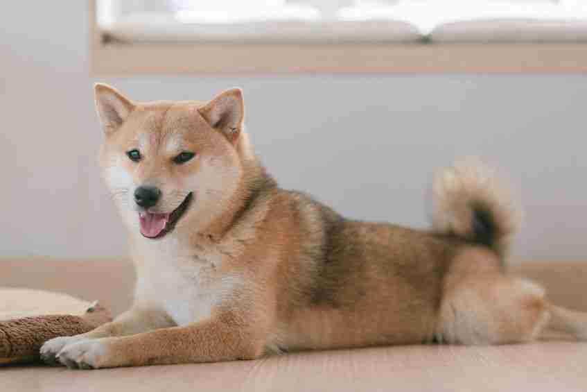 Shiba InuShib۸ģӲ