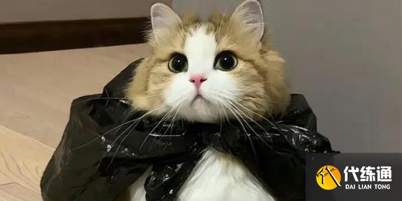 Ӣˡһͺܵߵȫ