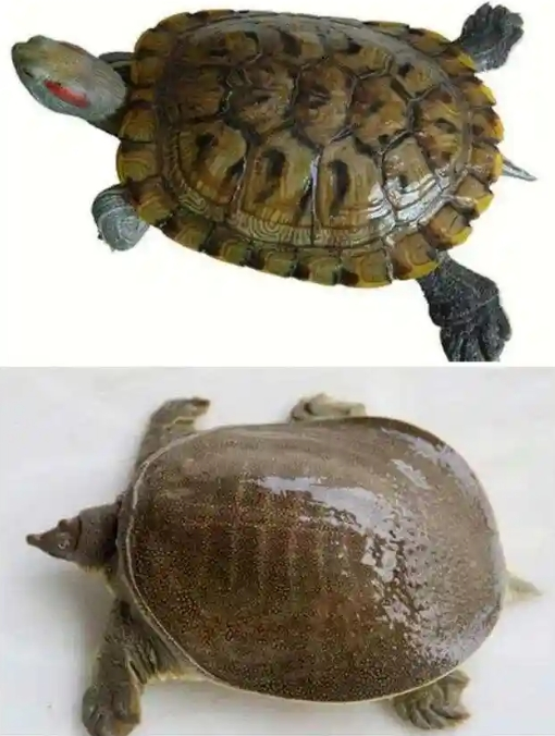 ô Ϊʲôûȫ̭