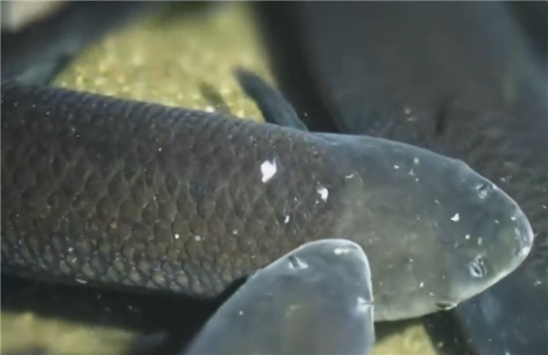 一条草鱼活了55岁 专家:这种是人类驯化最彻底的淡水鱼_wishdown.com 一条草鱼活了55岁 专家:这种是人类驯化最彻底的淡水鱼_wishdown.com