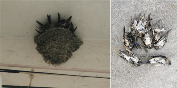 东北网友拍下大量燕子滞留:死了很多 已经飞不走了_wishdown.com 东北网友拍下大量燕子滞留:死了很多 已经飞不走了_wishdown.com