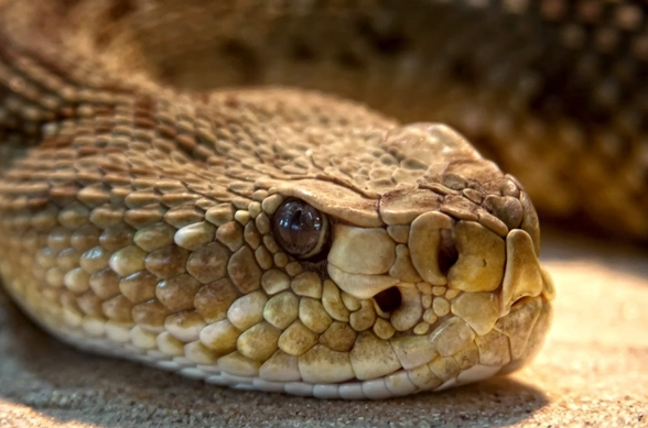 女子徒步误将蛇窝当野生蹦床:脚感很舒服便在上面蹦跳_wishdown.com 女子徒步误将蛇窝当野生蹦床:脚感很舒服便在上面蹦跳_wishdown.com