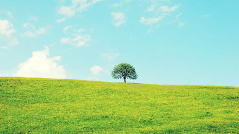 俺种田养你の文案