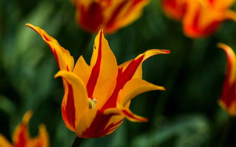 俺种田养你の文案_wishdown.com 俺种田养你の文案_wishdown.com