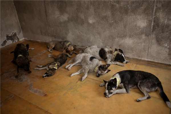 切尔诺贝利禁区发现蓝色狗 40年演变狗群基因已变异_wishdown.com 切尔诺贝利禁区发现蓝色狗 40年演变狗群基因已变异_wishdown.com