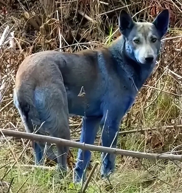 切尔诺贝利禁区发现蓝色狗 40年演变狗群基因已变异_wishdown.com 切尔诺贝利禁区发现蓝色狗 40年演变狗群基因已变异_wishdown.com
