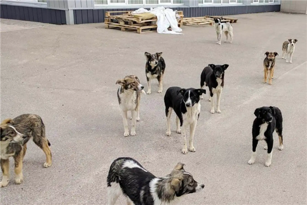 切尔诺贝利禁区发现蓝色狗 40年演变狗群基因已变异_wishdown.com 切尔诺贝利禁区发现蓝色狗 40年演变狗群基因已变异_wishdown.com