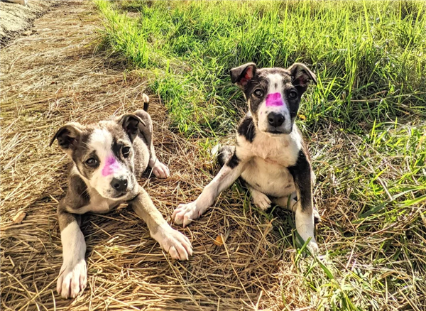 切尔诺贝利禁区发现蓝色狗 40年演变狗群基因已变异_wishdown.com 切尔诺贝利禁区发现蓝色狗 40年演变狗群基因已变异_wishdown.com
