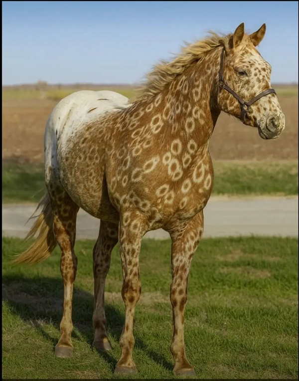 豹纹马:一种基因突变的独特的马