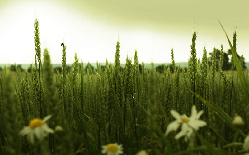 “句句都不黄,句句都很撩”