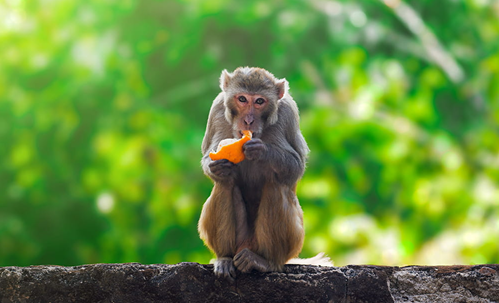 不止1只!美国警方证实:仍有3只实验猴在逃 或携带多种疾病
