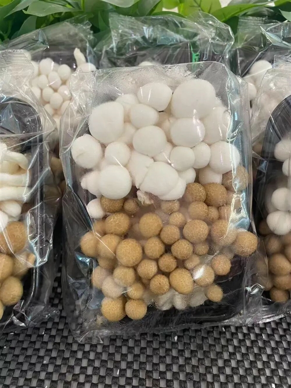 这蘑菇吃着竟然有龙虾味:背后还藏着一起“谋杀案”!_wishdown.com 这蘑菇吃着竟然有龙虾味:背后还藏着一起“谋杀案”!_wishdown.com