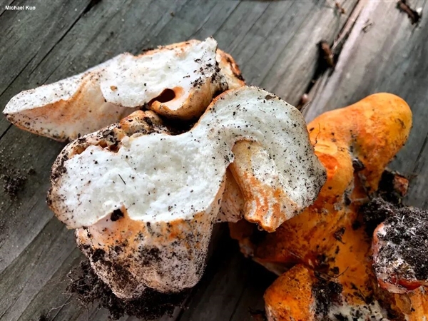 这蘑菇吃着竟然有龙虾味:背后还藏着一起“谋杀案”!_wishdown.com 这蘑菇吃着竟然有龙虾味:背后还藏着一起“谋杀案”!_wishdown.com