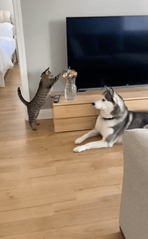 刷到一个又一个假视频后 我不敢相信互联网了