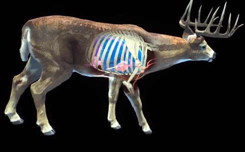 猎人之路白尾鹿在哪_wishdown.com 猎人之路白尾鹿在哪_wishdown.com