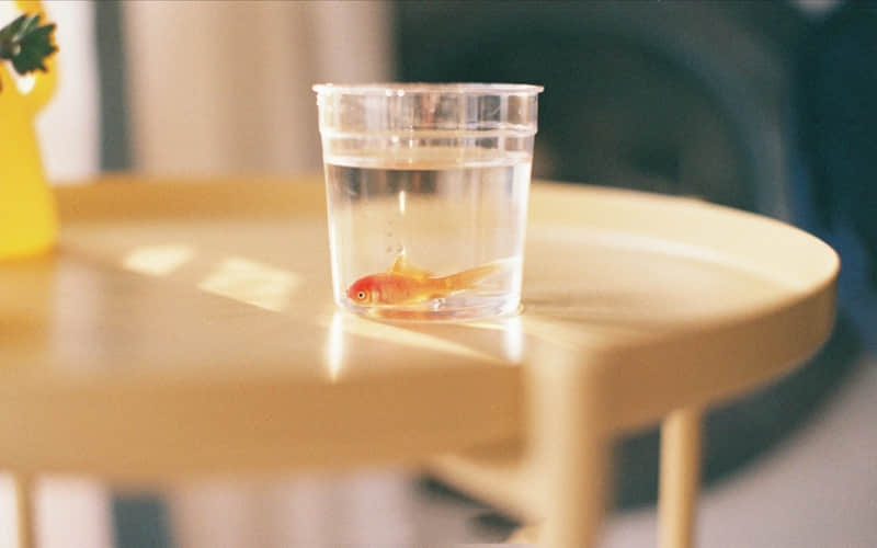 "选一句,去笑颠你的朋友圈"