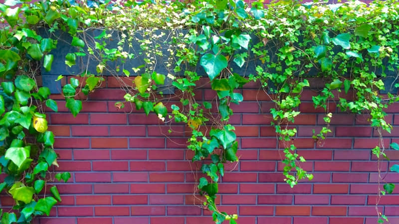 “超旺自己的句子”