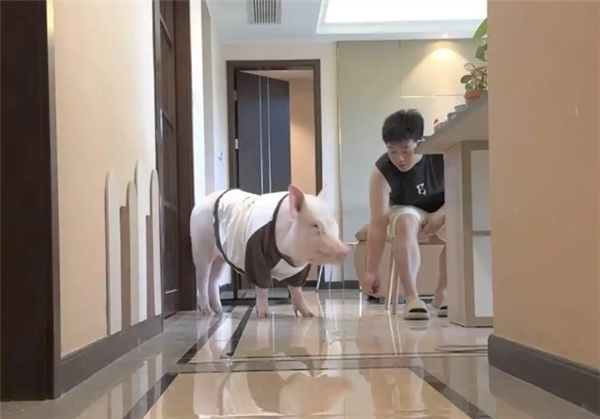 成都情侣遛130斤大猪引围观:有专属独立卫浴卧室  每月千元伙食费_wishdown.com 成都情侣遛130斤大猪引围观:有专属独立卫浴卧室  每月千元伙食费_wishdown.com