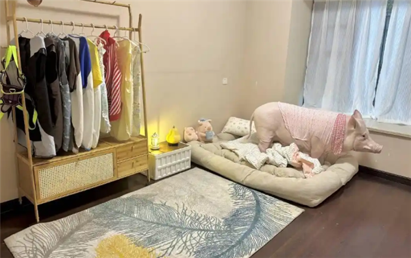 成都情侣遛130斤大猪引围观:有专属独立卫浴卧室  每月千元伙食费_wishdown.com 成都情侣遛130斤大猪引围观:有专属独立卫浴卧室  每月千元伙食费_wishdown.com