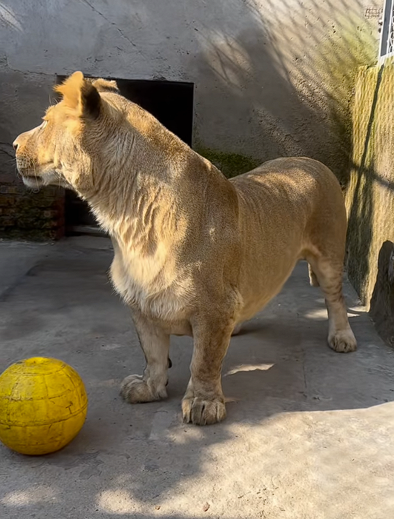 徐州一动物园狮子因腿短走红:被网友称作“狮中柯基”_wishdown.com 徐州一动物园狮子因腿短走红:被网友称作“狮中柯基”_wishdown.com