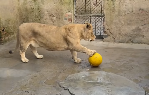 徐州一动物园狮子因腿短走红:被网友称作“狮中柯基”_wishdown.com 徐州一动物园狮子因腿短走红:被网友称作“狮中柯基”_wishdown.com