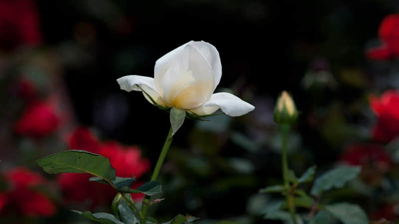 “想放弃时这么发,某人瞬间想把你追回来”_wishdown.com “想放弃时这么发,某人瞬间想把你追回来”_wishdown.com