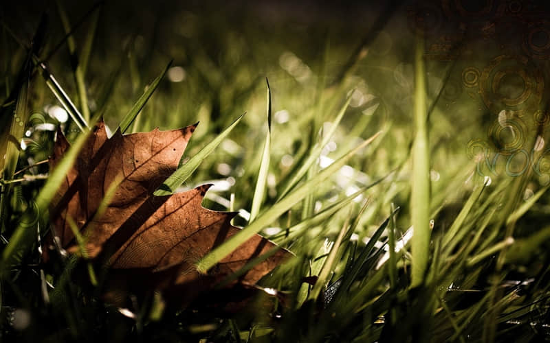 “申请成为你的微信置顶短句!”_wishdown.com “申请成为你的微信置顶短句!”_wishdown.com