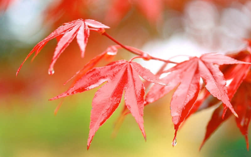 “文案很短快乐很长”_wishdown.com “文案很短快乐很长”_wishdown.com