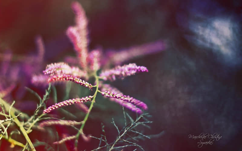 “照着抄,你的朋友圈会被翻烂”_wishdown.com “照着抄,你的朋友圈会被翻烂”_wishdown.com