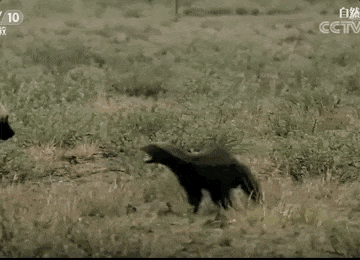 “平头哥”挑战两只老虎!为何蜜獾无所畏惧 它的战力究竟咋样_wishdown.com “平头哥”挑战两只老虎!为何蜜獾无所畏惧 它的战力究竟咋样_wishdown.com