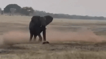 “平头哥”挑战两只老虎!为何蜜獾无所畏惧 它的战力究竟咋样_wishdown.com “平头哥”挑战两只老虎!为何蜜獾无所畏惧 它的战力究竟咋样_wishdown.com