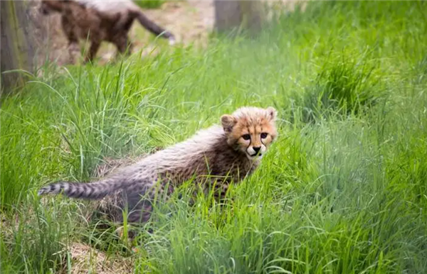 “平头哥”挑战两只老虎!为何蜜獾无所畏惧 它的战力究竟咋样_wishdown.com “平头哥”挑战两只老虎!为何蜜獾无所畏惧 它的战力究竟咋样_wishdown.com