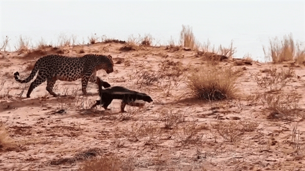 “平头哥”挑战两只老虎!为何蜜獾无所畏惧 它的战力究竟咋样_wishdown.com “平头哥”挑战两只老虎!为何蜜獾无所畏惧 它的战力究竟咋样_wishdown.com