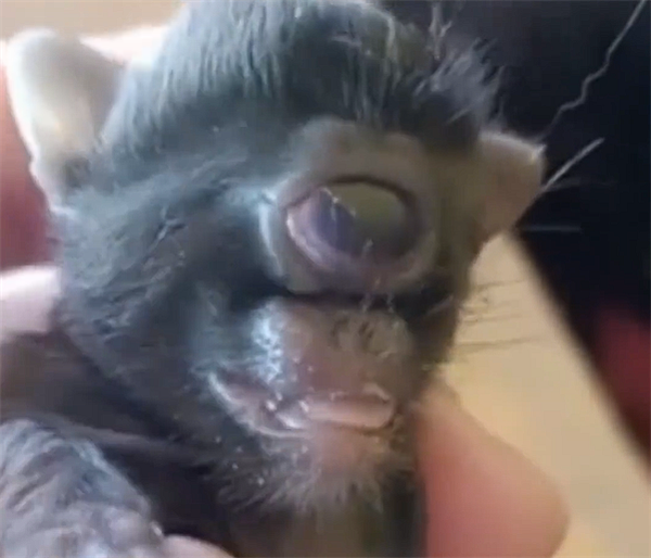 巴西一农场惊现基因突变猫:只有一只眼 长在面部中央_wishdown.com 巴西一农场惊现基因突变猫:只有一只眼 长在面部中央_wishdown.com