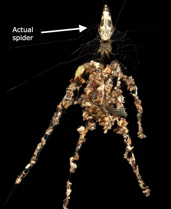 为迷惑捕食者 蜘蛛竟给自己做了个假分身_wishdown.com 为迷惑捕食者 蜘蛛竟给自己做了个假分身_wishdown.com