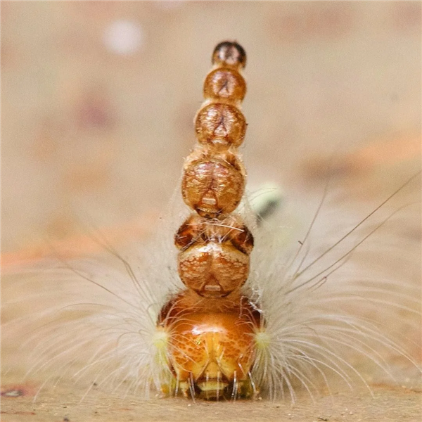 为迷惑捕食者 蜘蛛竟给自己做了个假分身_wishdown.com 为迷惑捕食者 蜘蛛竟给自己做了个假分身_wishdown.com