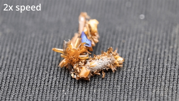 为迷惑捕食者 蜘蛛竟给自己做了个假分身_wishdown.com 为迷惑捕食者 蜘蛛竟给自己做了个假分身_wishdown.com