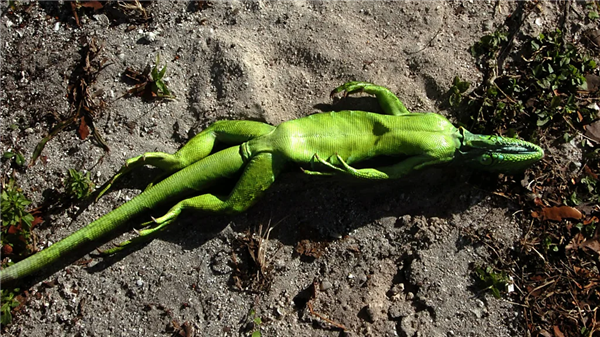 小心头被砸!佛罗里达州“蜥蜴雨”限时回归了_wishdown.com 小心头被砸!佛罗里达州“蜥蜴雨”限时回归了_wishdown.com