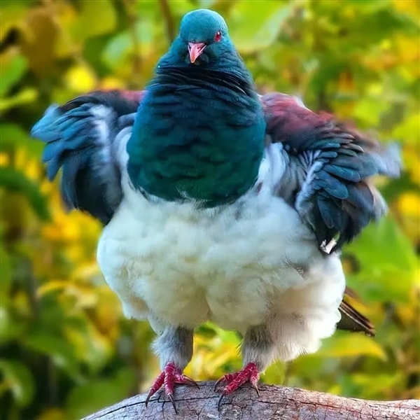 小心头被砸!佛罗里达州“蜥蜴雨”限时回归了_wishdown.com 小心头被砸!佛罗里达州“蜥蜴雨”限时回归了_wishdown.com