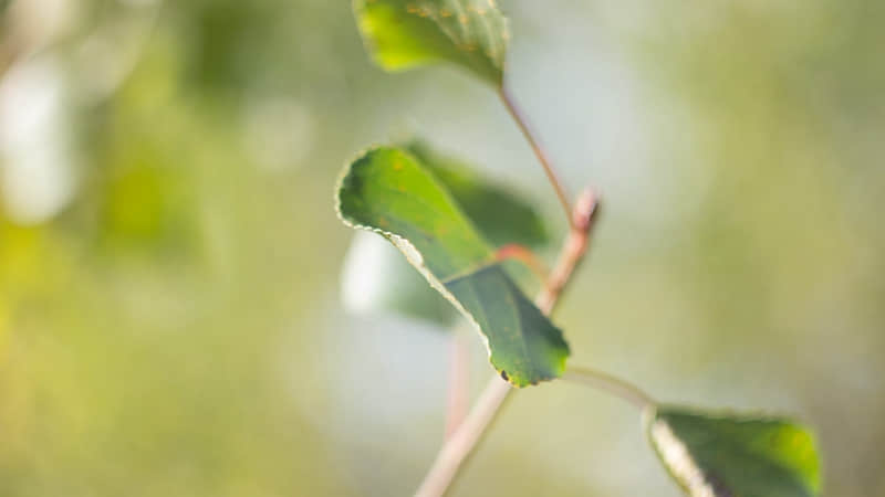 “句句都不黄,句句都很撩”??_wishdown.com “句句都不黄,句句都很撩”??_wishdown.com