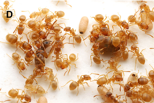 寄生蚁潜入别人巢穴 不费一兵一卒 就能借工蚁的手杀死蚁后自己当王_wishdown.com 寄生蚁潜入别人巢穴 不费一兵一卒 就能借工蚁的手杀死蚁后自己当王_wishdown.com